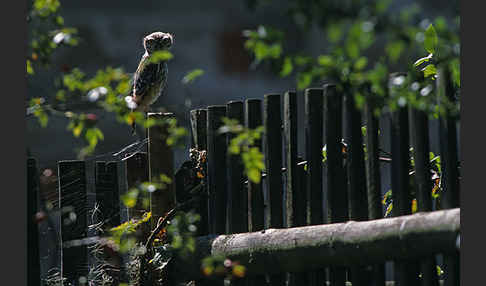 Steinkauz (Athene noctua)