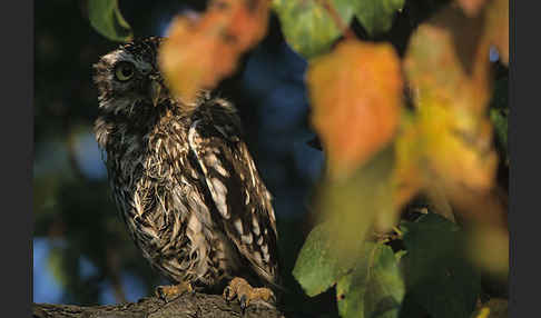 Steinkauz (Athene noctua)