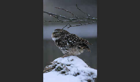 Steinkauz (Athene noctua)