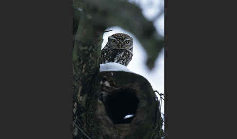 Steinkauz (Athene noctua)