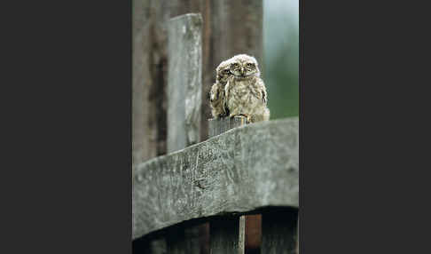 Steinkauz (Athene noctua)