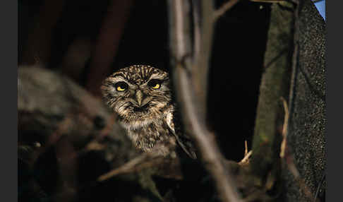 Steinkauz (Athene noctua)