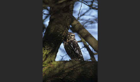 Steinkauz (Athene noctua)