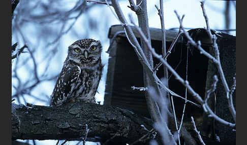 Steinkauz (Athene noctua)