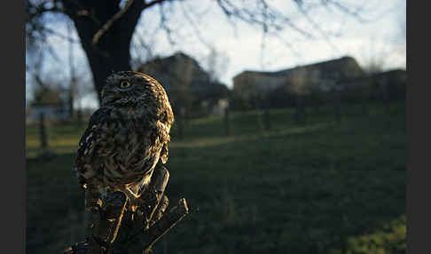 Steinkauz (Athene noctua)