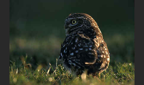 Steinkauz (Athene noctua)