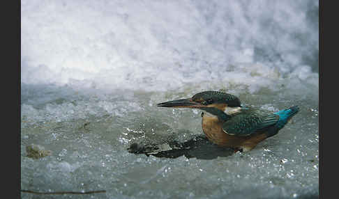 Eisvogel (Alcedo atthis)