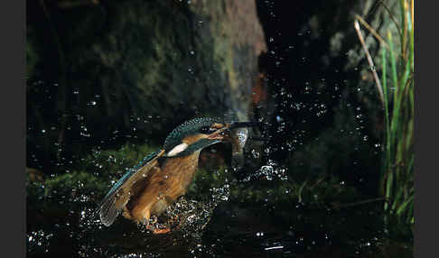 Eisvogel (Alcedo atthis)