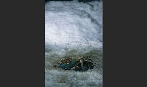 Eisvogel (Alcedo atthis)