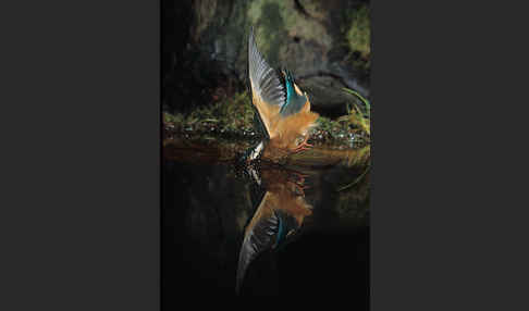 Eisvogel (Alcedo atthis)