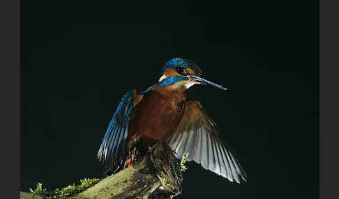 Eisvogel (Alcedo atthis)