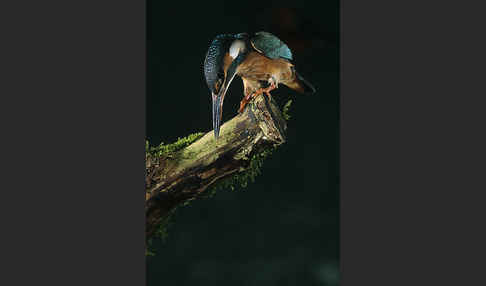 Eisvogel (Alcedo atthis)