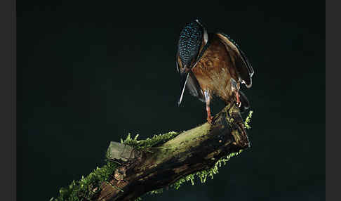 Eisvogel (Alcedo atthis)