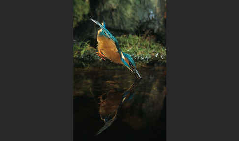 Eisvogel (Alcedo atthis)