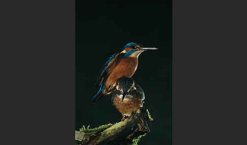 Eisvogel (Alcedo atthis)