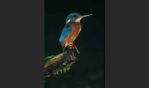 Eisvogel (Alcedo atthis)