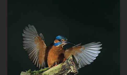 Eisvogel (Alcedo atthis)