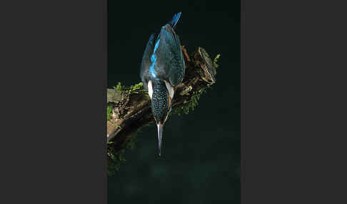 Eisvogel (Alcedo atthis)