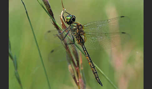 Gefleckte Smaragdlibelle (Somatochlora flavomaculata)