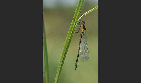 Kleine Binsenjungfer (Lestes virens)