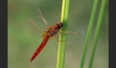 Feuerlibelle (Crocothemis erythraea)