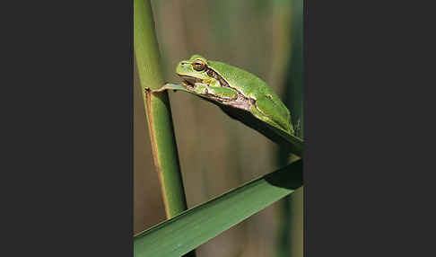 Laubfrosch (Hyla arborea)