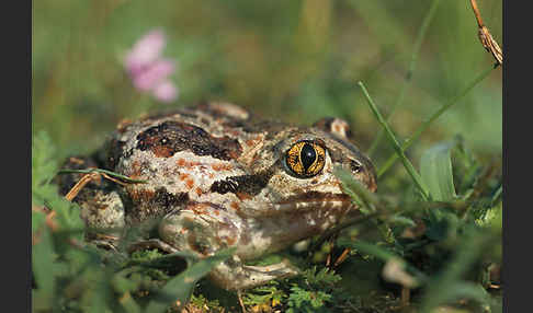 Knoblauchkröte (Pelobates fuscus)