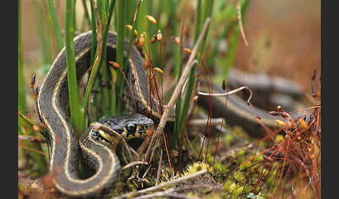 Streifenringelnatter (Natrix natrix persa)