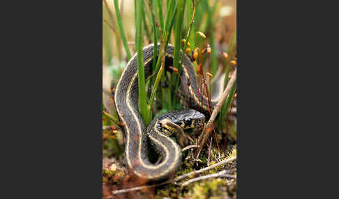 Streifenringelnatter (Natrix natrix persa)