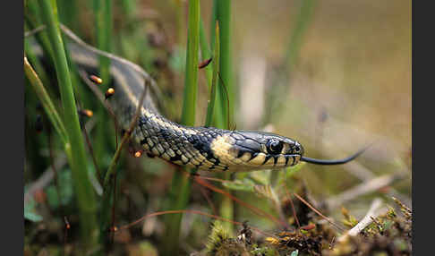 Streifenringelnatter (Natrix natrix persa)