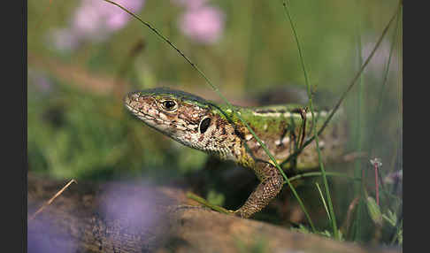 Smaragdeidechse (Lacerta viridis)