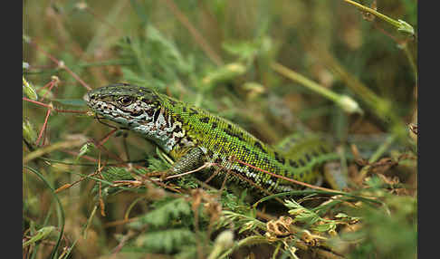 Smaragdeidechse (Lacerta viridis)