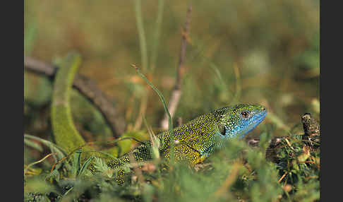 Smaragdeidechse (Lacerta viridis)