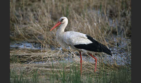 Weißstorch (Ciconia ciconia)