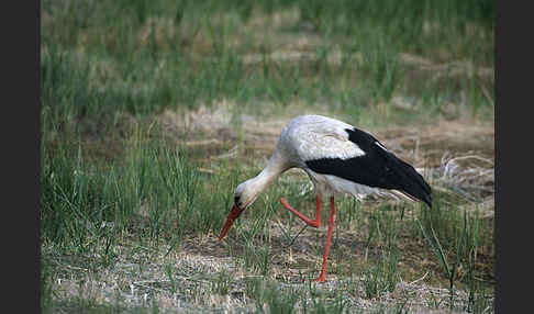 Weißstorch (Ciconia ciconia)