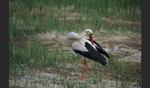 Weißstorch (Ciconia ciconia)