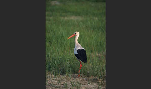 Weißstorch (Ciconia ciconia)