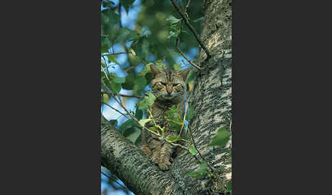 Wildkatze (Felis silvestris)