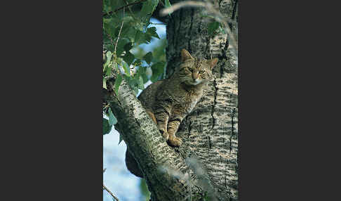 Wildkatze (Felis silvestris)