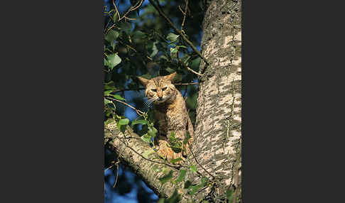 Wildkatze (Felis silvestris)