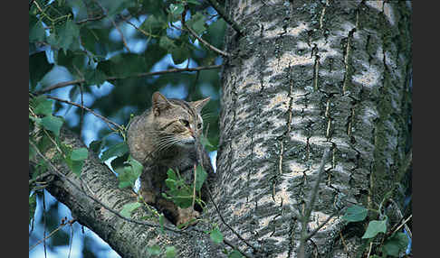 Wildkatze (Felis silvestris)