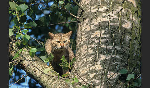 Wildkatze (Felis silvestris)