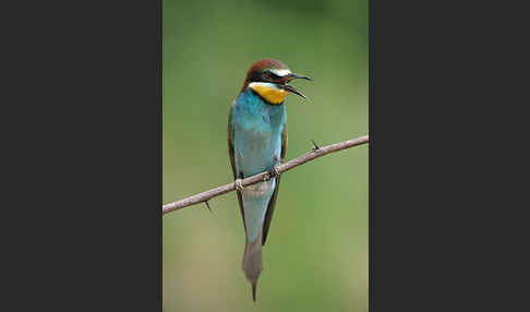 Bienenfresser (Merops apiaster)