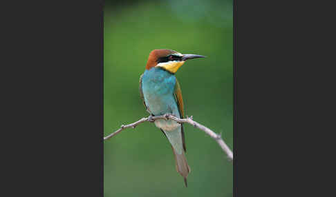 Bienenfresser (Merops apiaster)