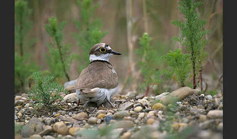 Flußregenpfeifer (Charadrius dubius)