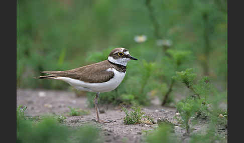 Flußregenpfeifer (Charadrius dubius)