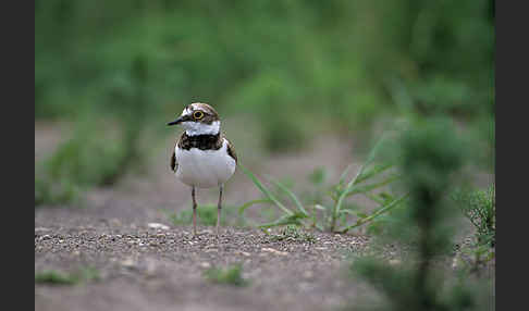 Flußregenpfeifer (Charadrius dubius)