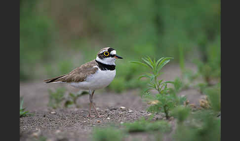 Flußregenpfeifer (Charadrius dubius)