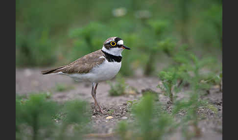 Flußregenpfeifer (Charadrius dubius)