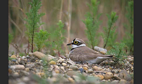 Flußregenpfeifer (Charadrius dubius)